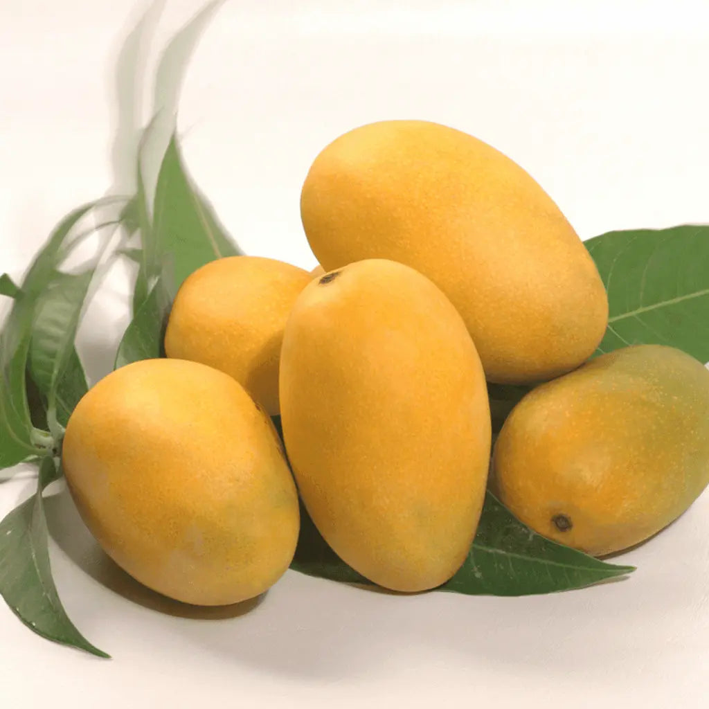 Multani DUSEHRI Mango-Export Quality-Available From 15th June