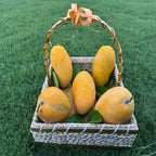Multani Nawabpuri Chaunsa-Available From 25th July
