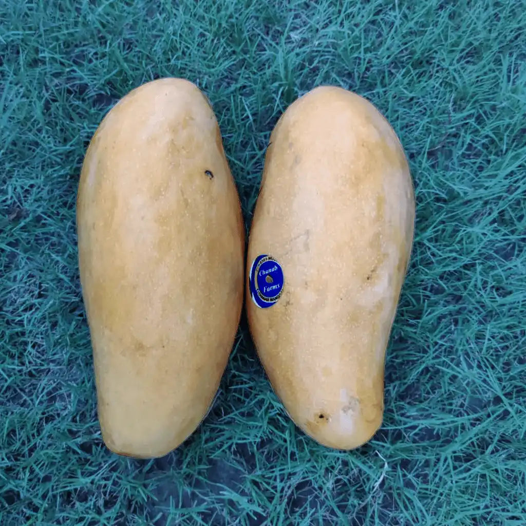 Multani Chanab Gold Mango-Export Quality-Available from 7th July
